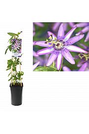 Passiflora Amethyst C2,5 Lit. 40-60 cm