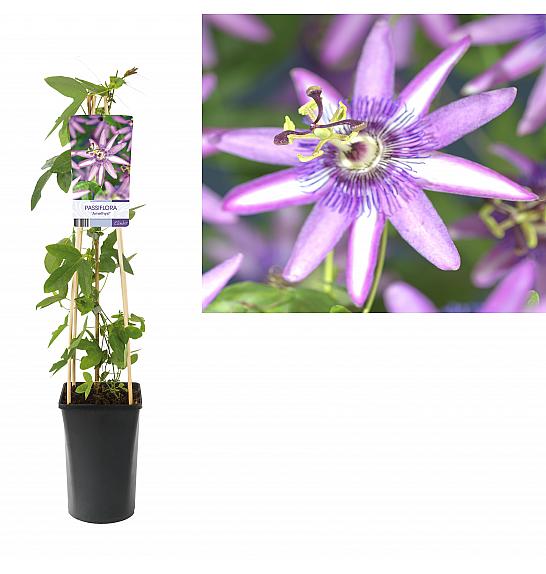 Passiflora Amethyst C2,5 Lit. 40-60 cm