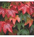 Parthenocissus tricuspidata Veitchii C2,5 Lit. 40-60 cm