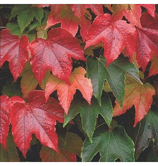 Parthenocissus tricuspidata Veitchii C2,5 Lit. 40-60 cm