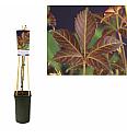Parthenocissus quinquefolia Henryana C2,5 Lit. 40-60 cm