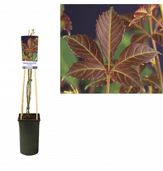 Parthenocissus quinquefolia Henryana C2,5 Lit. 40-60 cm