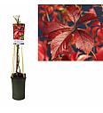 Parthenocissus quinquefolia Engelmannii C2,5 Lit. 40-60 cm