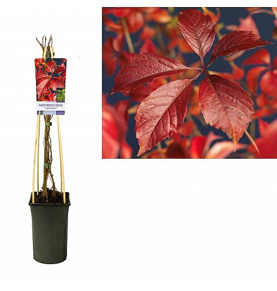 Parthenocissus quinquefolia Engelmannii C2,5 Lit. 40-60 cm