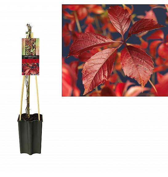 Parthenocissus quinquefolia Engelmannii C1,5 Lit. 30-40 cm