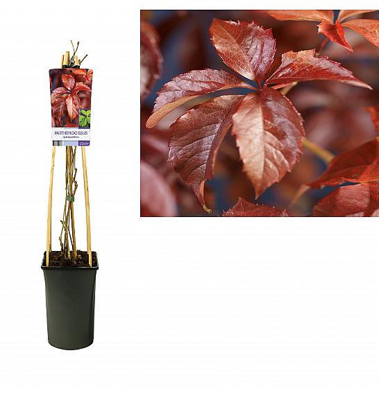 Parthenocissus quinquefolia C2,5 Lit. 40-60 cm