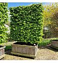Parrotia persica Persian Spire V lesenem koritu 110x150 cm 200-225 cm