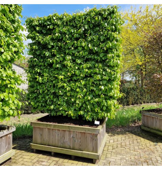 Parrotia persica Persian Spire V lesenem koritu 110x150 cm 200-225 cm