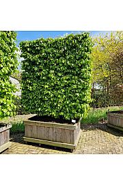 Parrotia persica Perzijski toranj U drvenom koritu 110x150 cm 200-225 cm