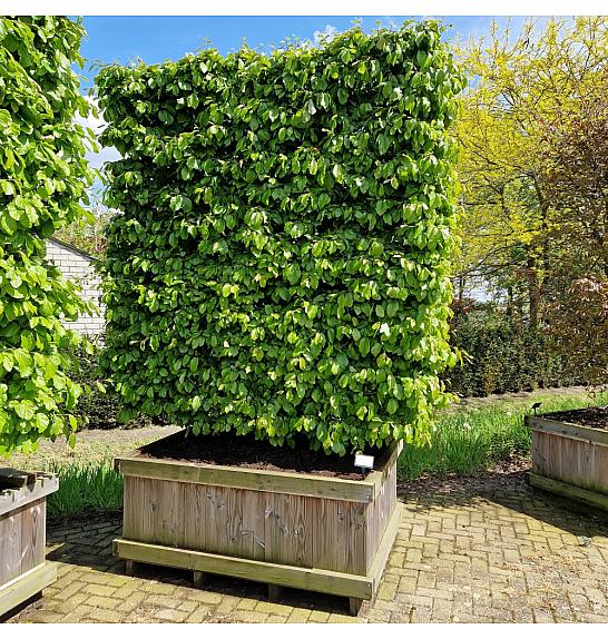 Parrotia persica Perzijski toranj U drvenom koritu 110x150 cm 200-225 cm