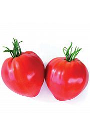 Paradižnik Cauralina Ø 10,5