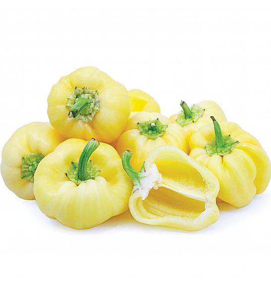 Papar Snjeguljica Ø10.5