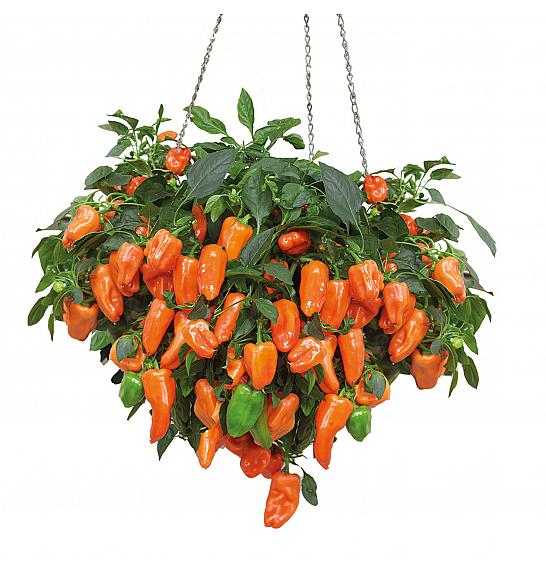 Paprika iz rajske naranče Ø10.5