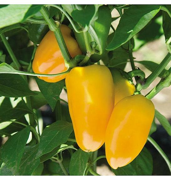 Paprika Snackly žuta Ø10.5