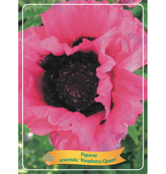 Papaver orientale Raspberry Queen Ø11