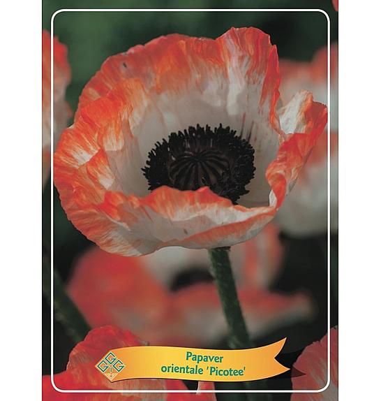 Papaver orientale Picotee Ø11