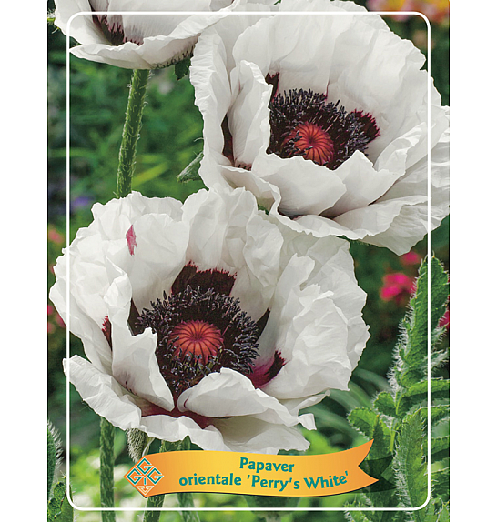 Papaver orientale Perrys White Ø11