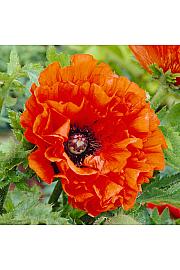 Papaver orientale Eye Catcher Ø11