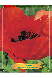 Papaver orientale Eye Catcher Ø11