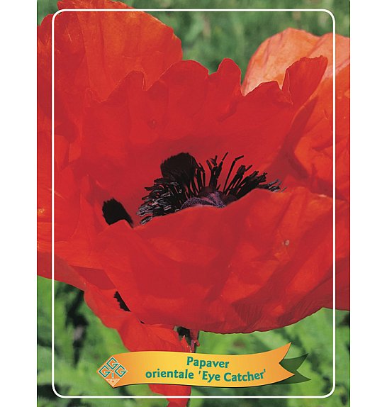 Papaver orientale Eye Catcher Ø11