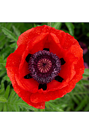 Papaver orientale Beauty of Livermere Ø11