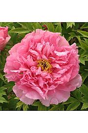 Paeonia suffruticosa Yin Hong Qiao Dui Ø12