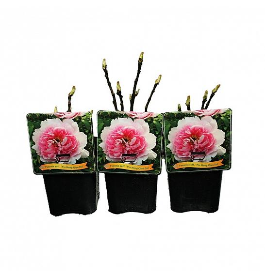 Paeonia suffruticosa Yin Hong Qiao Dui C5 Lit.