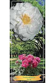 Paeonia suffruticosa Xue Ta Ø12