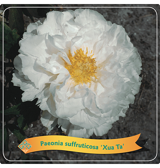 Paeonia suffruticosa Xue Ta C5 Lit.