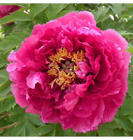 Paeonia suffruticosa Wu Long Peng Sheng C5 Lit.