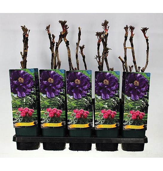 Paeonia suffruticosa Wu Long Peng Sheng C2 Lit.