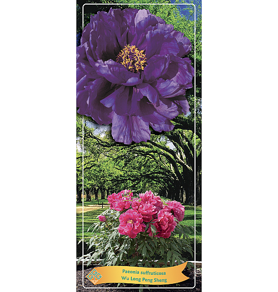 Paeonia suffruticosa Wu Long Peng Sheng Ø12