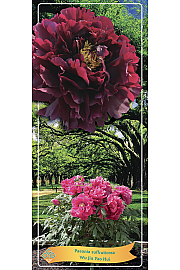 Paeonia suffruticosa Wu Jin Yao Hui Ø12