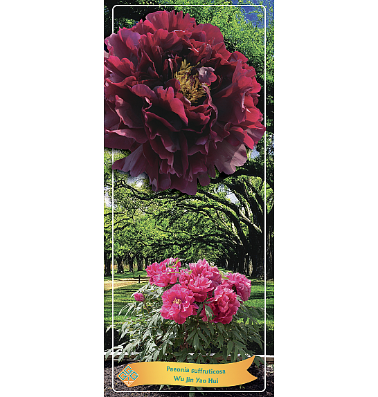 Paeonia suffruticosa Wu Jin Yao Hui Ø12