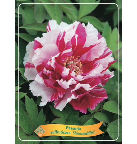 Paeonia suffruticosa Shimanishiki Ø12
