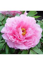 Paeonia suffruticosa Rou Fu Rong Ø12