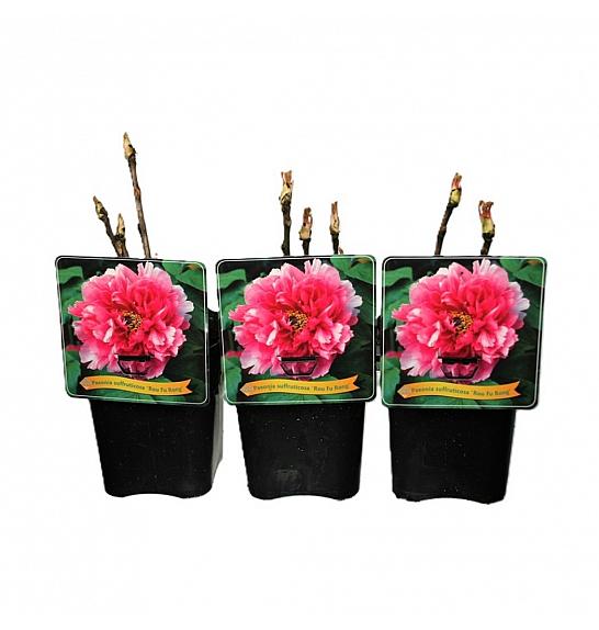 Paeonia suffruticosa Rou Fu Rong C5 Lit.