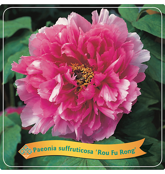 Paeonia suffruticosa Rou Fu Rong C5 Lit.
