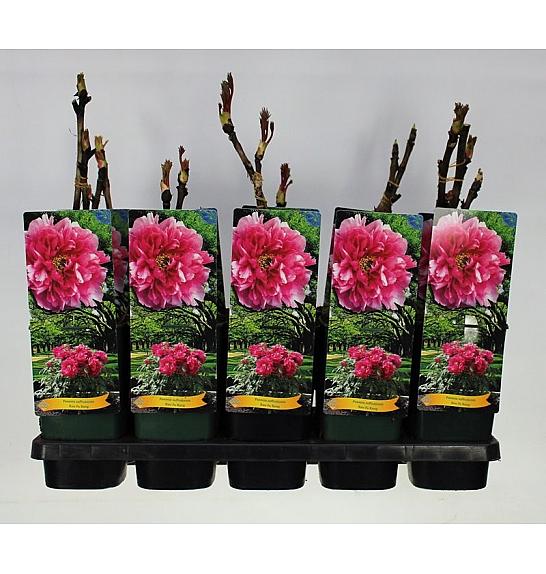 Paeonia suffruticosa Rou Fu Rong C2 Lit.