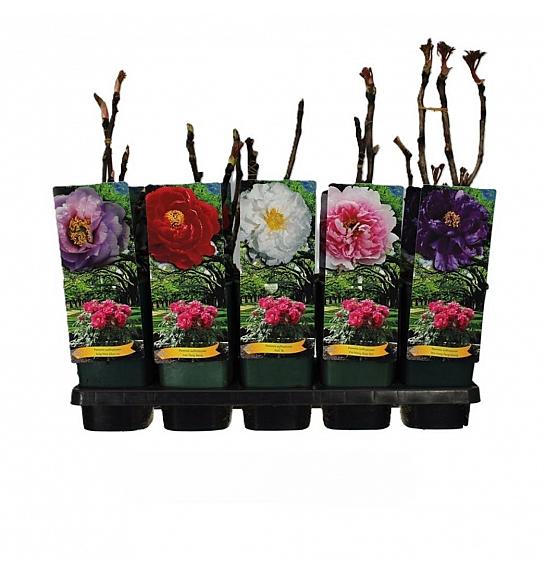 Paeonia suffruticosa mix Ø12