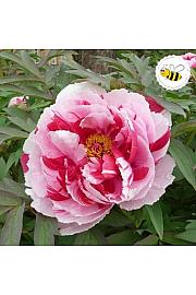 Paeonia suffruticosa mix Ø12