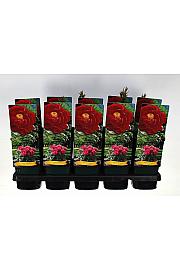 Paeonia suffruticosa Luo Yang Hong Ø12