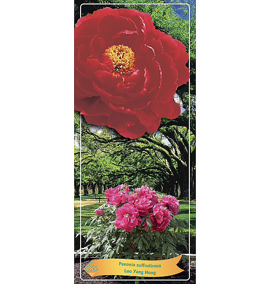 Paeonia suffruticosa Luo Yang Hong Ø12