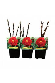 Paeonia suffruticosa Luo Yang Hong C5 Lit.
