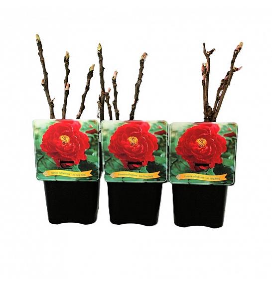 Paeonia suffruticosa Luo Yang Hong C5 Lit.