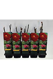 Paeonia suffruticosa Luo Yang Hong C2 Lit.