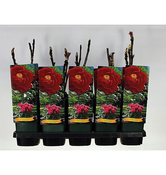 Paeonia suffruticosa Luo Yang Hong C2 Lit.