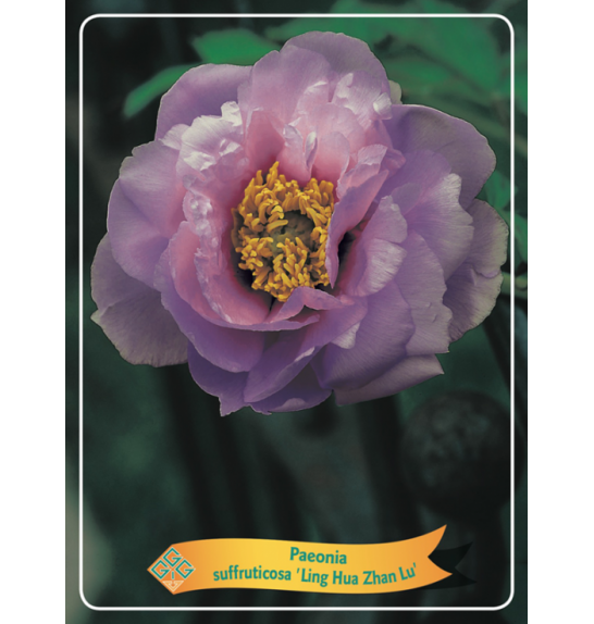 Paeonia suffruticosa Ling Hua Zhan Lu Ø12