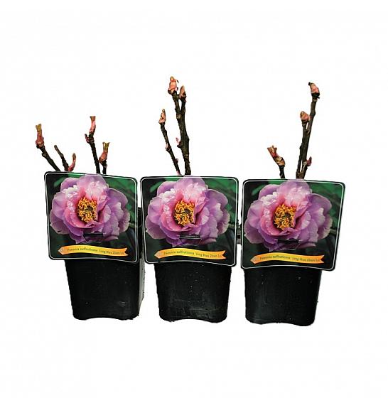 Paeonia suffruticosa Ling Hua Zhan Lu C5 Lit.