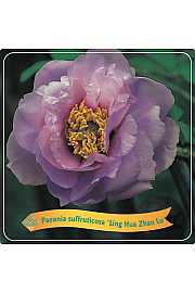 Paeonia suffruticosa Ling Hua Zhan Lu C5 Lit.